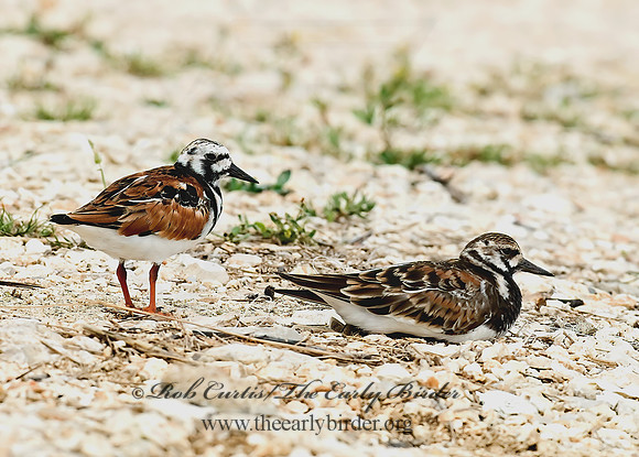 Arenaria interpres  RUDDY TURNSTONE 6023231z