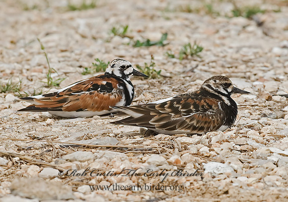 Arenaria interpres  RUDDY TURNSTONE 6023238z