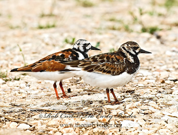 Arenaria interpres  RUDDY TURNSTONE 6023240z
