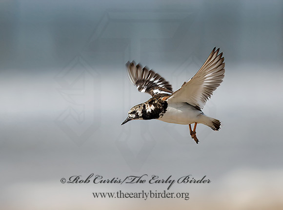 Arenaria interpres  RUDDY TURNSTONE 6022514z