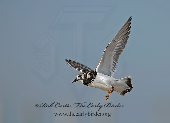 Arenaria interpres  RUDDY TURNSTONE 6022513z
