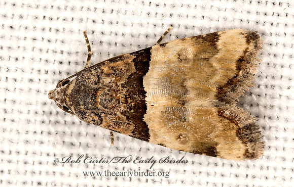 Cobubatha dividua  OWLET MOTH 3031979z