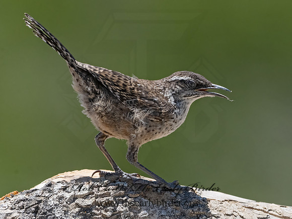 Campylorhynchus brunneicapillus  CACTUS WREN 3033943z