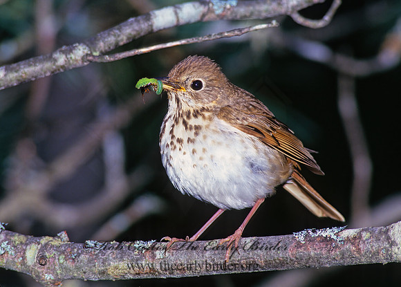 Catharus guttatus  HERMIT THRUSH 177309z