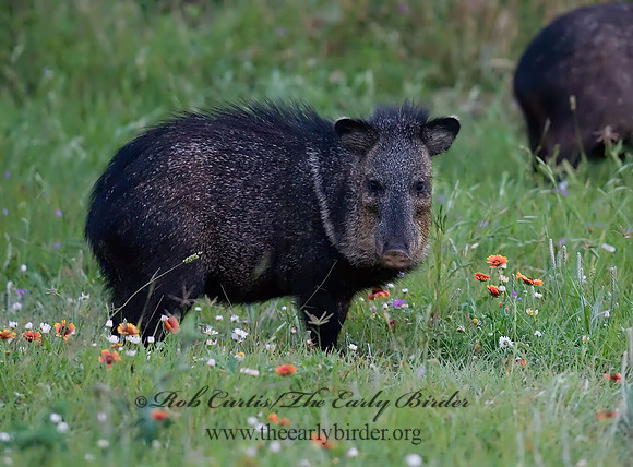 Tayassu angulatus  JAVELINA 6022749z