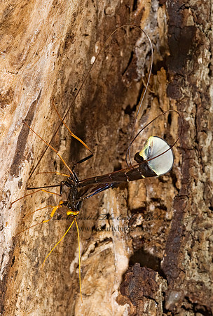 Megarhyssa atrata 8006011z