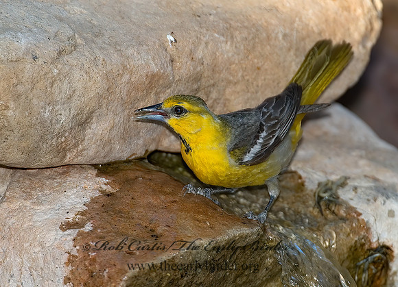 Icterus cucullatus  HOODED ORIOLE 7008226z