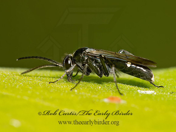 Episyron biguttatus  SPIDER WASP 9023963z