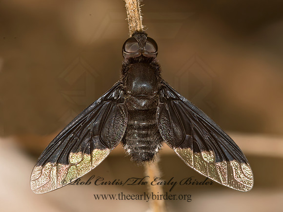 Anthrax analis  BEE FLY 9047807z