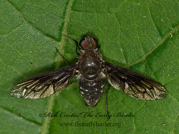Anthrax or Xenox  BEE FLY 9051016z