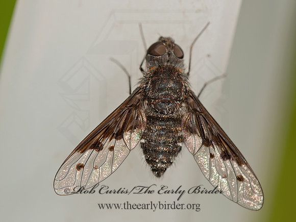 Anthrax piceus  BEE FLY 3016086z