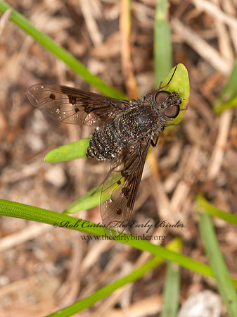 Anthrax piceus  BEE FLY 3016091z