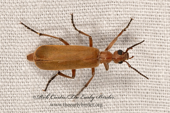 Epicauta (Macrobasis) ochrea  BLISTER BEETLE Epicauta (Macrobasis) ochrea  BLISTER BEETLE 3038146z