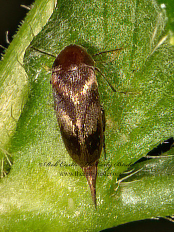 Mordellistena masoni  TUMBLING FLOWER BEETLE 9066553z