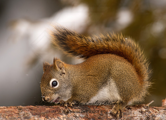 Tamiasciurus hudsonicus  AMERICAN RED SQUIRREL  9008786 z