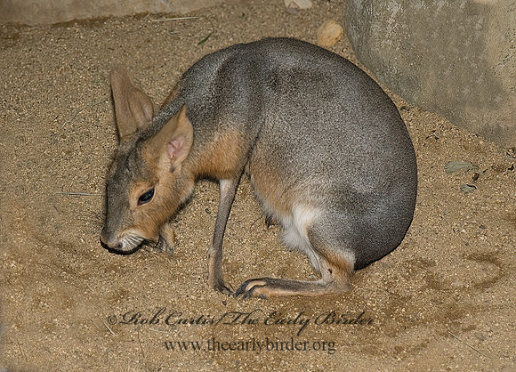 Dolichotis patagonum  PATAGONIAN CAVY 5017273 z