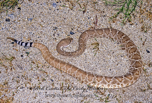 Crotalus ruber  RED DIAMOND RATTLESNAKE 129621z
