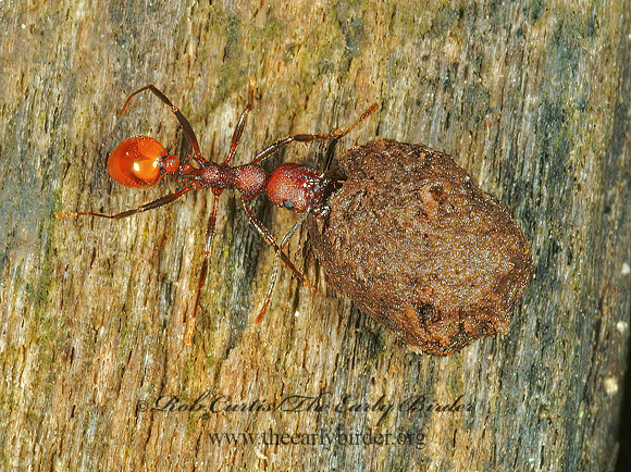 Aphaenogaster tennesseensis 4002881az