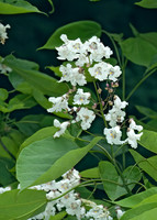 Catalpa bignonoides  COMMON CATALPA 5008886z