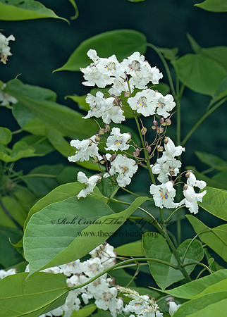 Catalpa bignonoides  COMMON CATALPA 5008886z