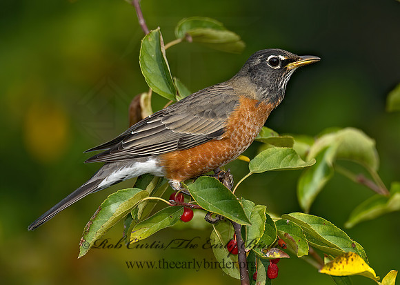 Turdus migratorius  AMERICAN ROBIN 7012903z