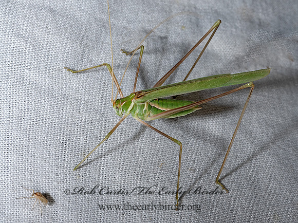 Arethaea  THREAD-LEGGED KATYDID 3039397z