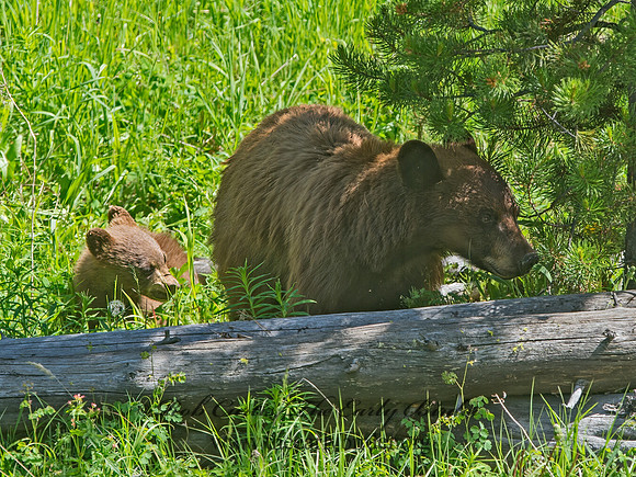 Ursus americanus  BLACK BEAR 9061289z