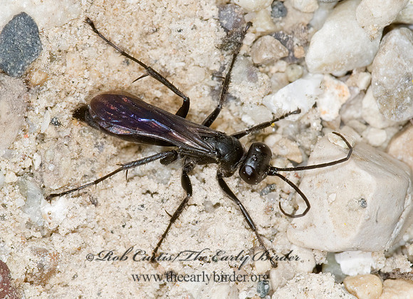 Arachnospila 6015416z
