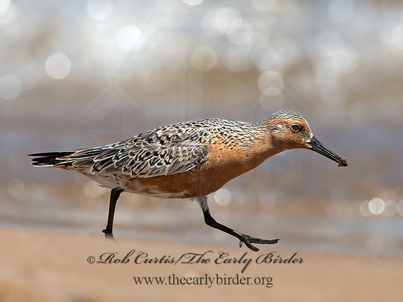 Calidris canutus  RED KNOT 9030721z
