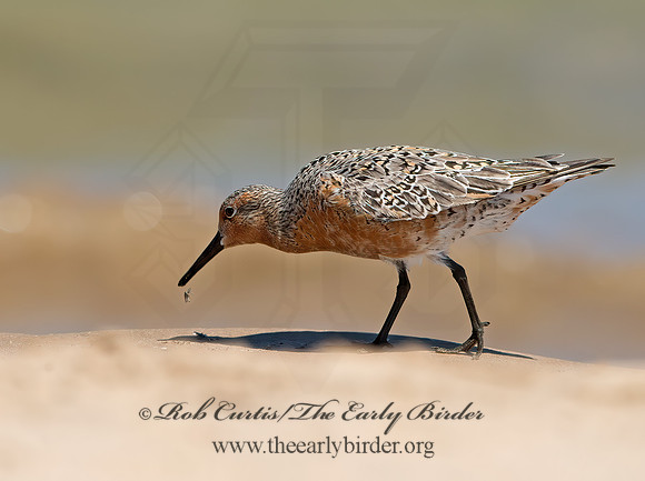 Calidris canutus  RED KNOT 9030658z