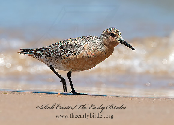 Calidris canutus  RED KNOT 9030670z