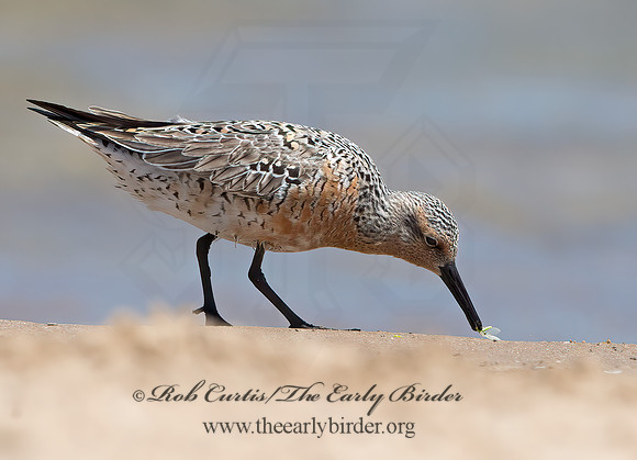 Calidris canutus  RED KNOT 9030681z