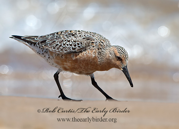Calidris canutus  RED KNOT 9030694z