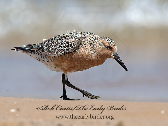 Calidris canutus  RED KNOT 9030697z
