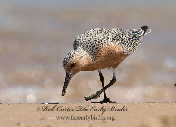 Calidris canutus  RED KNOT 9030710z