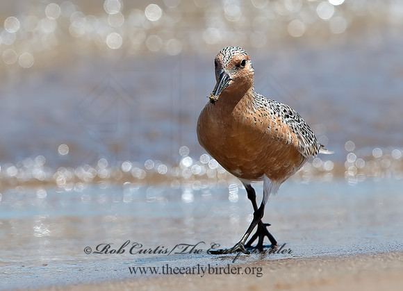 Calidris canutus  RED KNOT 9030743z