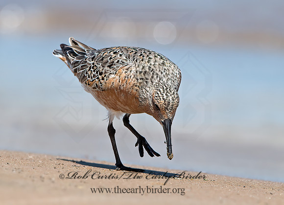 Calidris canutus  RED KNOT 9030753z