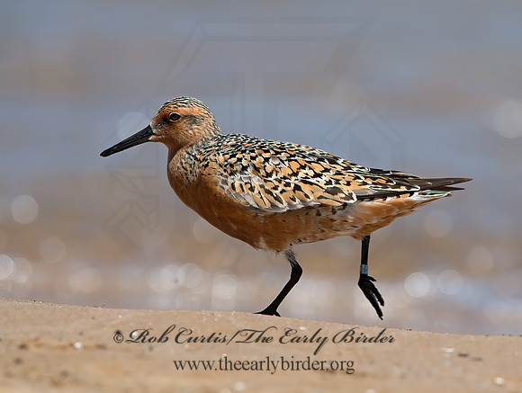 Calidris canutus  RED KNOT 9030715z