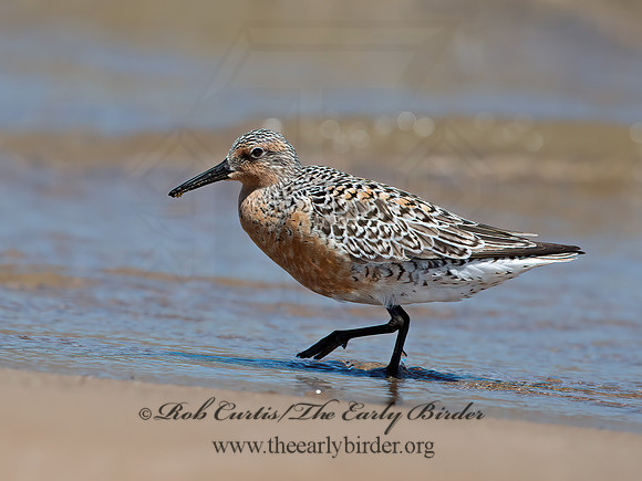 Calidris canutus  RED KNOT 9030751z