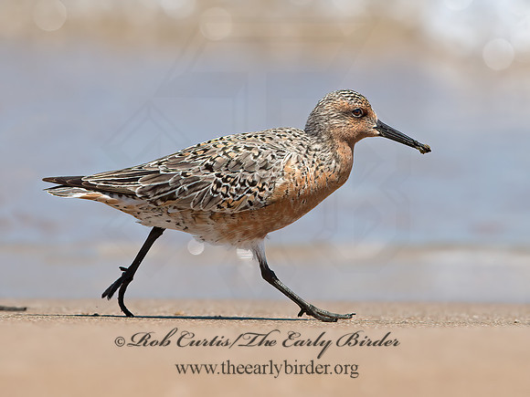 Calidris canutus  RED KNOT 9030758z
