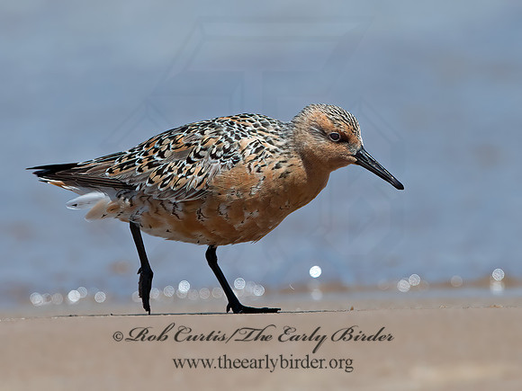 Calidris canutus  RED KNOT 9030770z