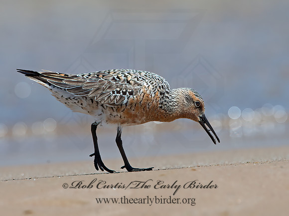 Calidris canutus  RED KNOT 9030773z