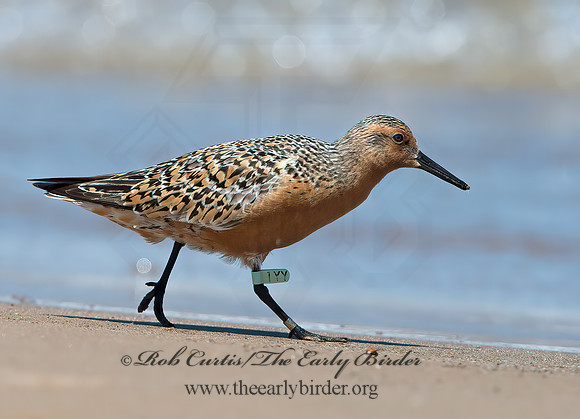 Calidris canutus  RED KNOT 9030781z