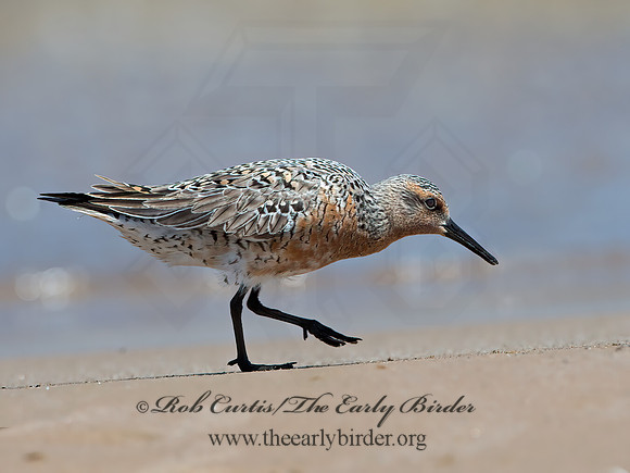 Calidris canutus  RED KNOT 9030774z
