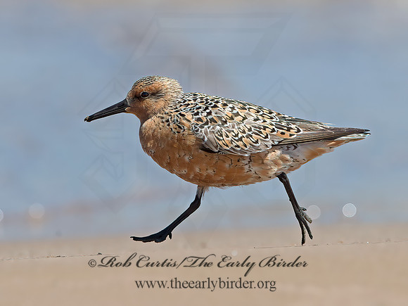 Calidris canutus  RED KNOT 9030739z