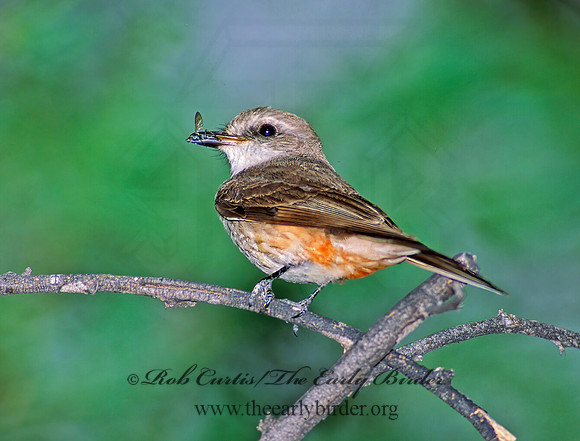 Pyrocephalus rubinus  VERMILION FLYCATCHER 91503Z