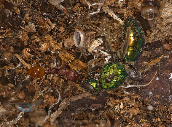Aphaenogaster tennesseensis 8006879z