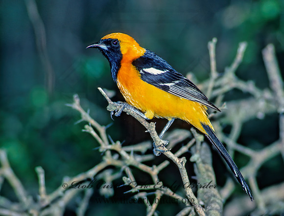 Icterus cucullatus  HOODED ORIOLE 80816z
