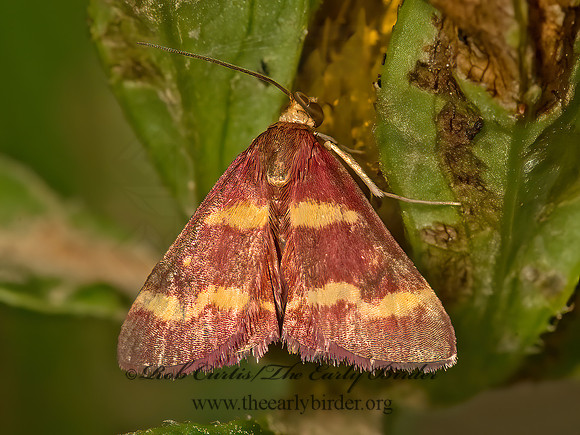 Pyrausta tyralis   COFFEE-LOVING PYRAUSTA MOTH 9052509z