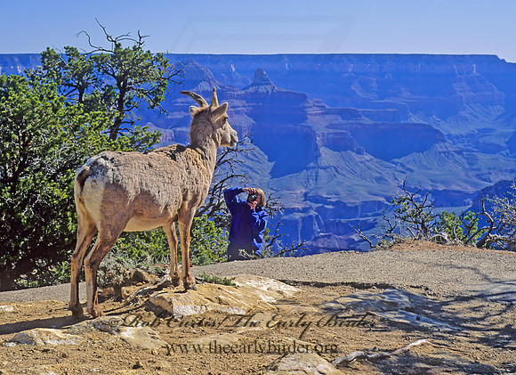 Ovis canadensis  BIGHORN SHEEP 121220z